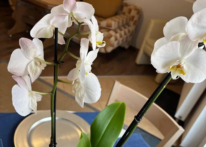 Alisa Apartment Karpacz