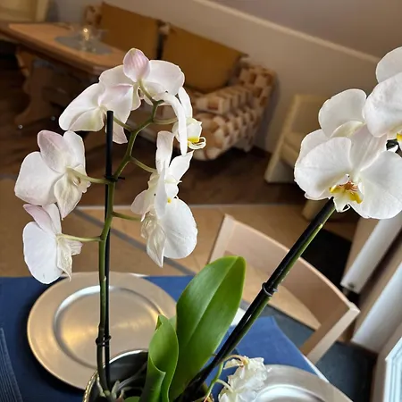 Alisa Апартаменты Карпач