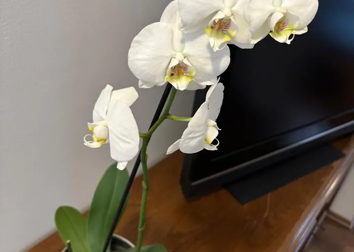 Alisa Апартаменты